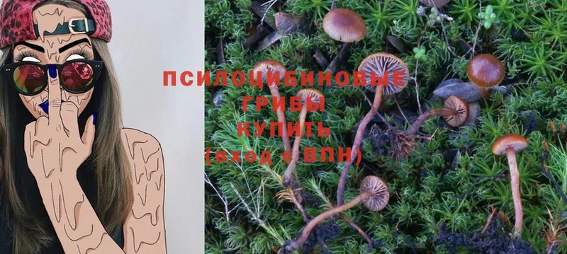 Псилоцибиновые грибы MAGIC MUSHROOMS  закладки  Лодейное Поле 